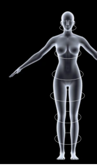 Wireframe body-measurement mesh with girth rings at the neck, chest, waist, hip, thigh and calf